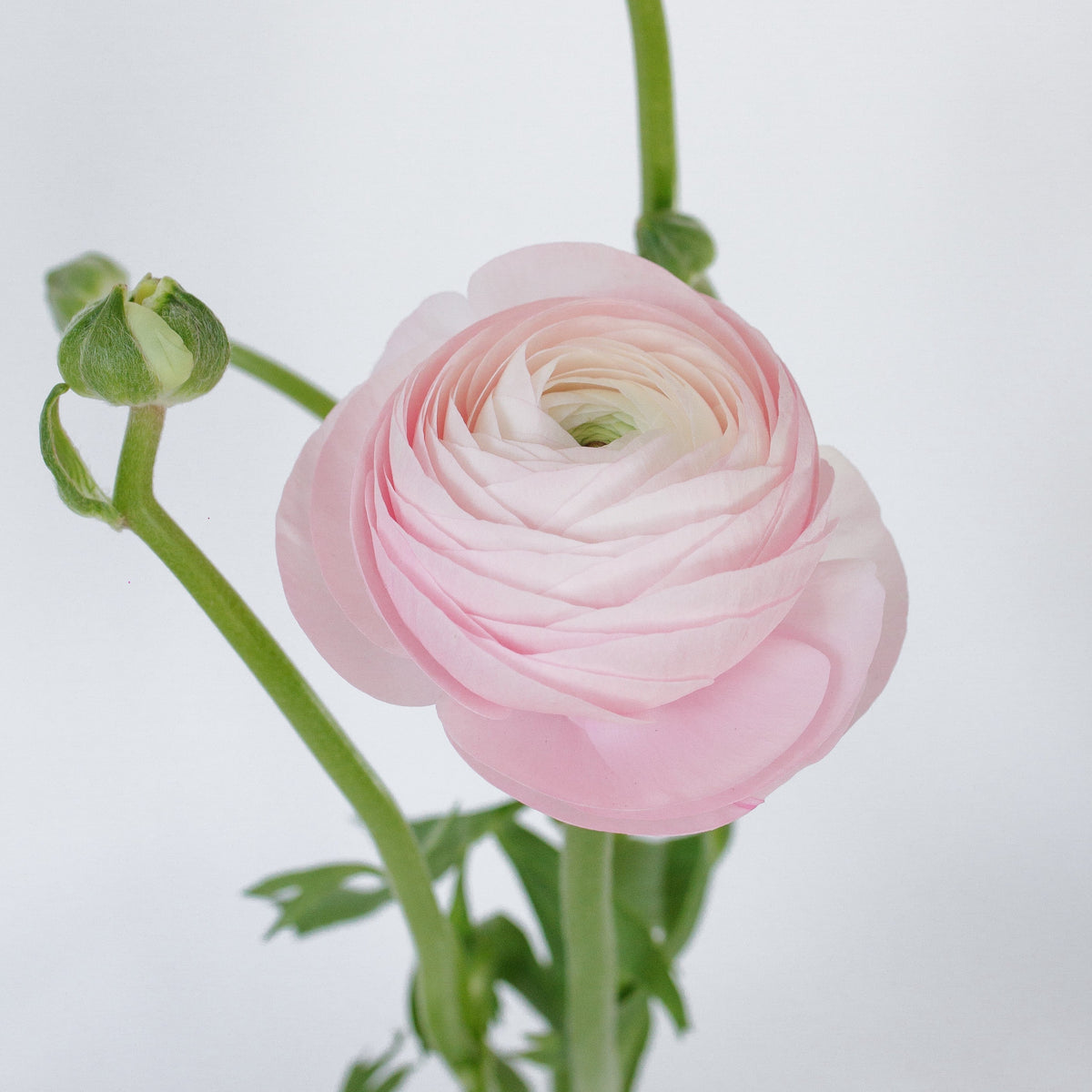 50 Mulberry Paper Ranunculus Buds in Bright Pink and White 