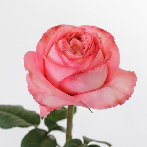 Rouge Pink