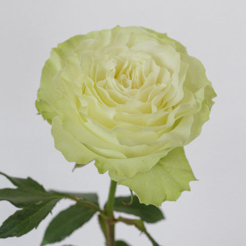 Linen White