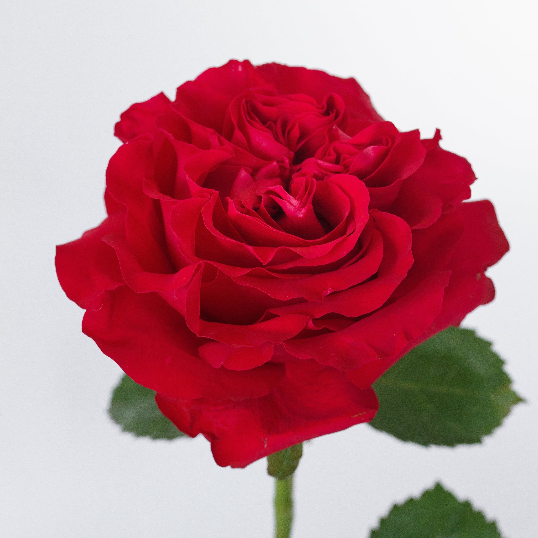 Rosie Red