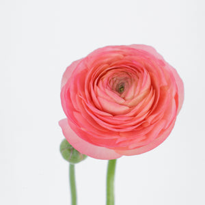 Set the tone: Coral, Blush