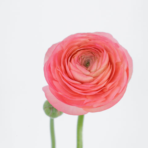 Set the tone: Coral, Blush