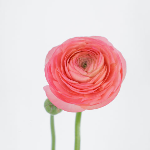 When blooms collide: Coral, Light Pink