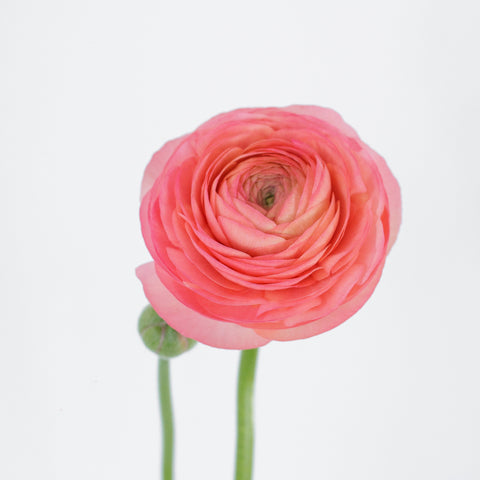 Set the tone: Coral, White