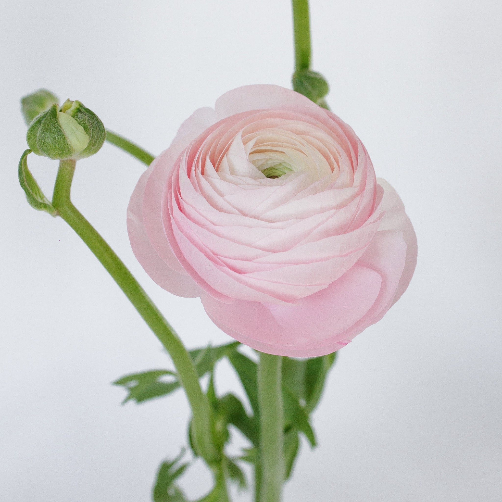 Set the tone: Light Pink, White