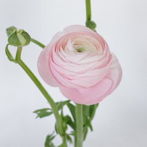 Set the tone: Light Pink, White