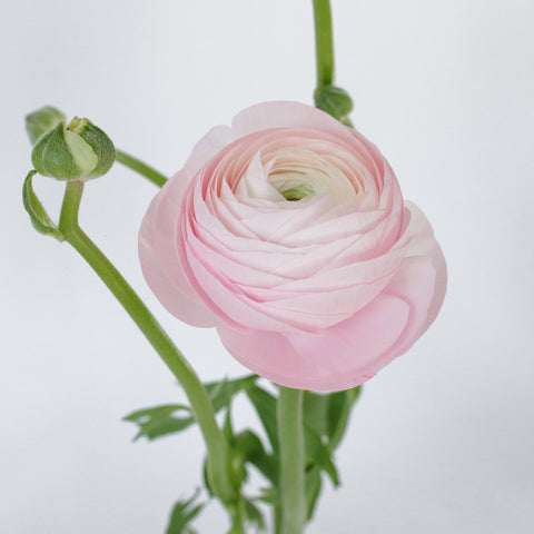 Set the tone: Light Pink, Blush