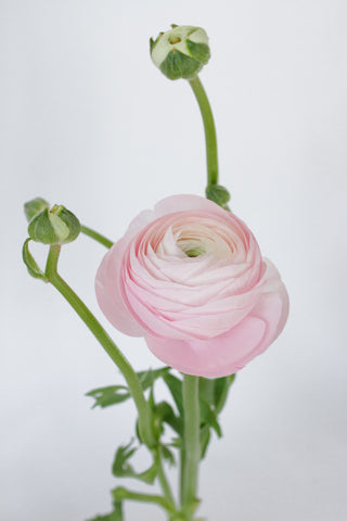 When blooms collide: Light Pink, Light Pink