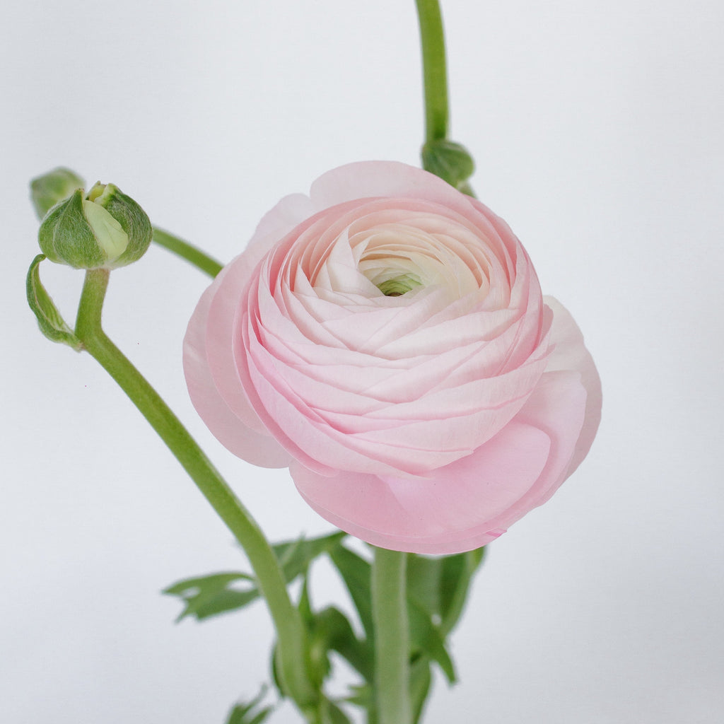 Blush Ranunculus