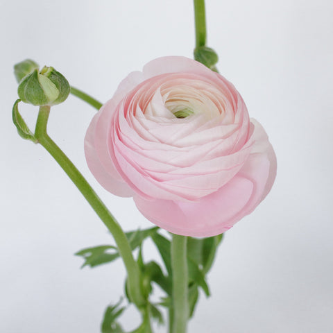 Set the tone: Light Pink, White