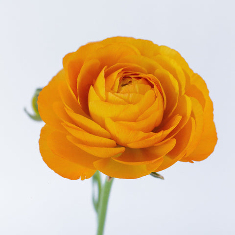 Set the tone: Orange, White
