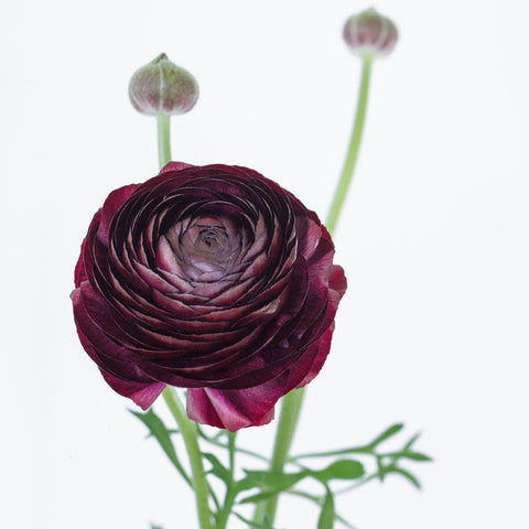Set the tone: Purple, Burgundy