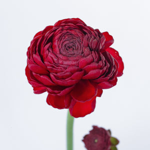 Set the tone: Red, Red