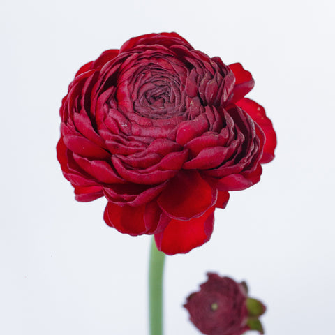 Set the tone: Red, Hot Pink