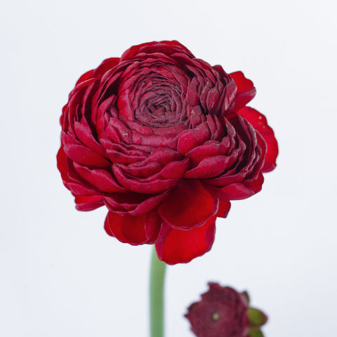 Set the tone: Red, Red