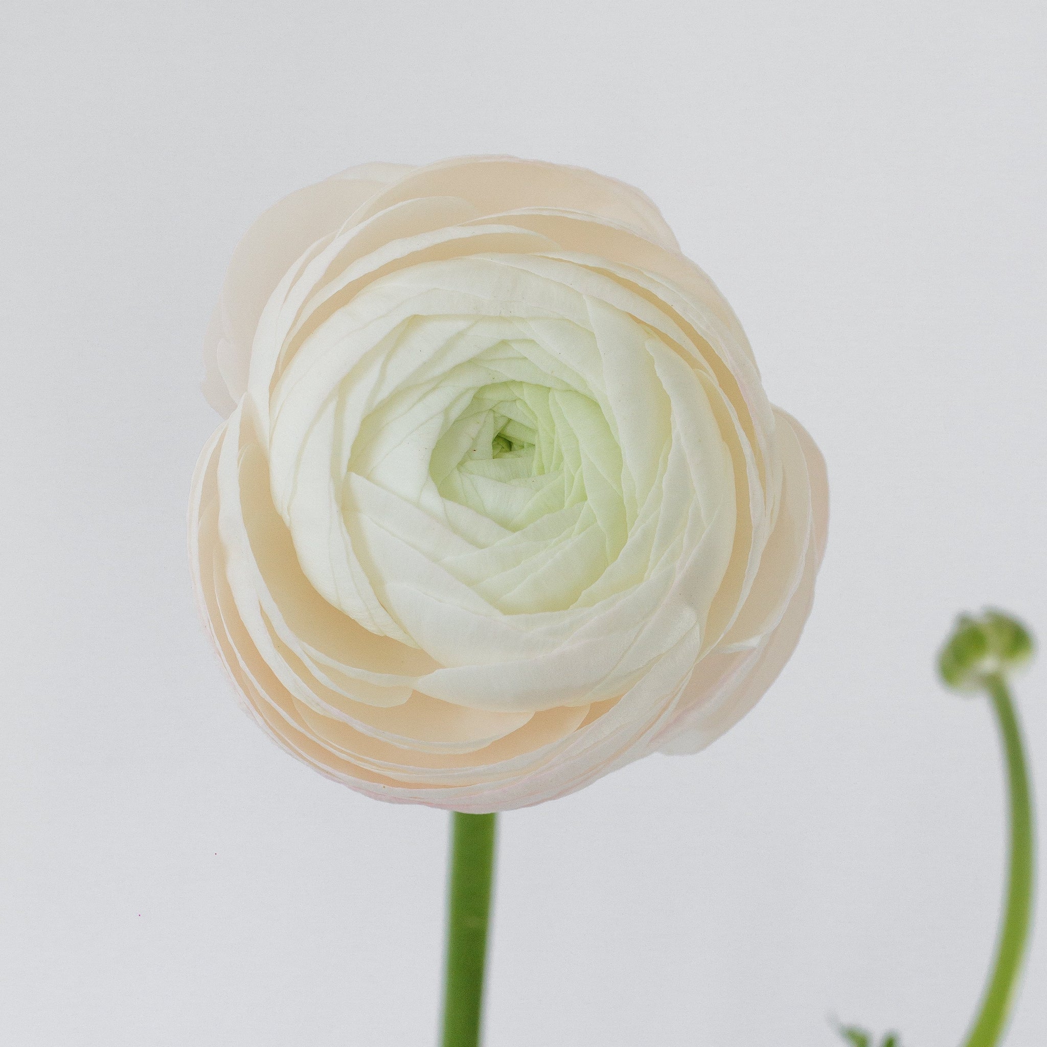 When blooms collide: White, Light Pink