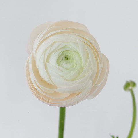 When blooms collide: White, Light Pink