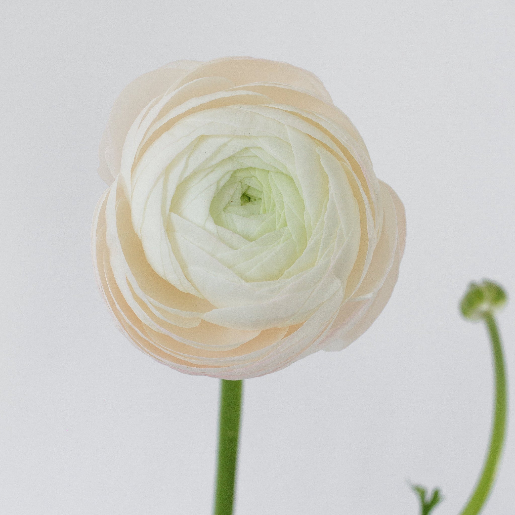 Set the tone: White, Blush