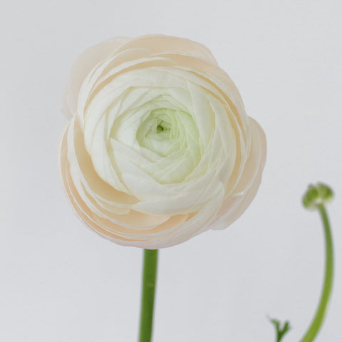 Set the tone: White, White