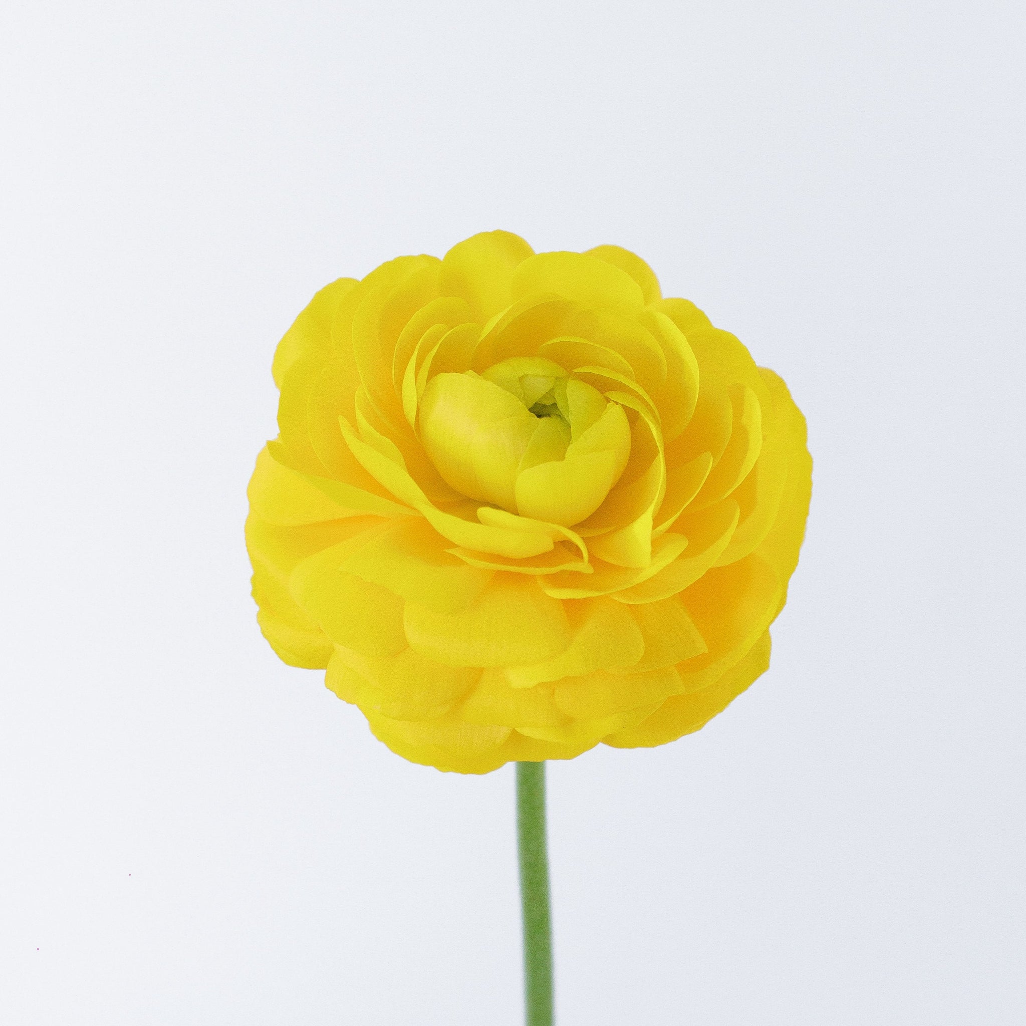 Set the tone: Yellow, White