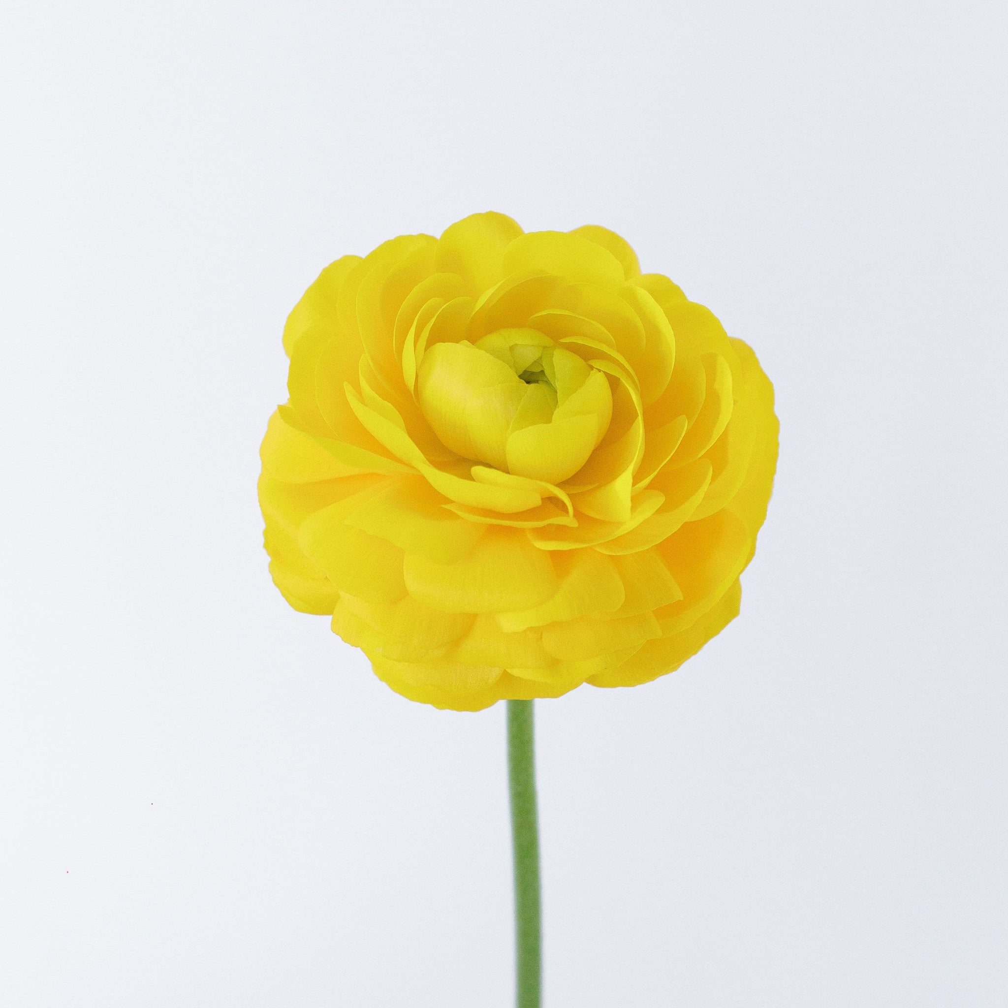 When blooms collide: Yellow, Light Pink