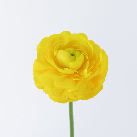 Set the tone: Yellow, White