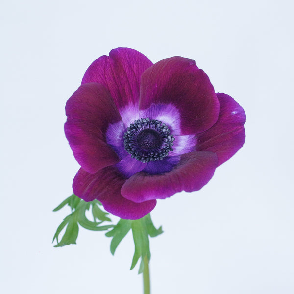 Set the tone: Purple, Burgundy