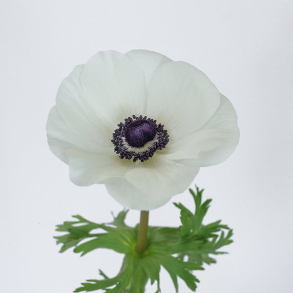 Set the tone: Purple, White