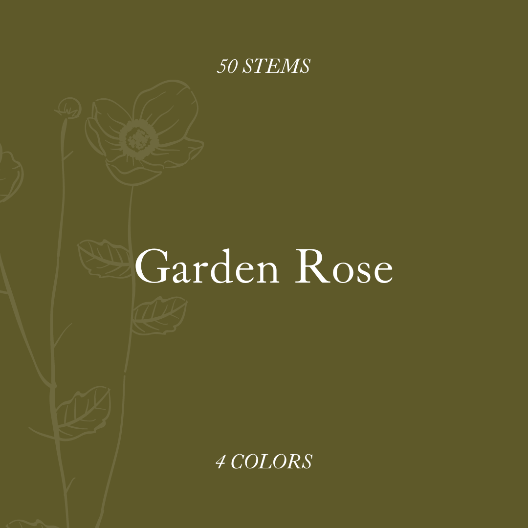 Garden rose title card. 50 stems.