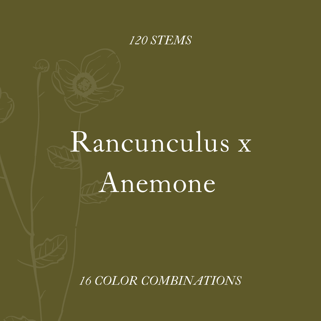 Ranunculus x Anemone title card.